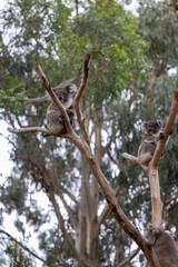 Koala sitting in a tree at the Cleland Conservation Park near Adelaide in South Australia