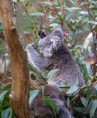 Koala sitting in a tree at the Cleland Conservation Park near Adelaide in South Australia