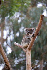 Koala sitting in a tree at the Cleland Conservation Park near Adelaide in South Australia