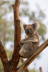 Koala sitting in a tree at the Cleland Conservation Park near Adelaide in South Australia