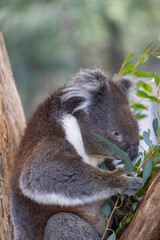 Koala sitting in a tree at the Cleland Conservation Park near Adelaide in South Australia