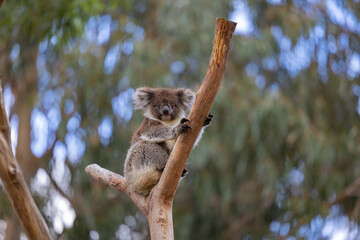 Koala sitting in a tree at the Cleland Conservation Park near Adelaide in South Australia