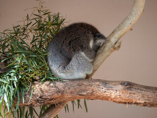 Koala sitting in a tree at the Cleland Conservation Park near Adelaide in South Australia