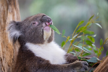 Koala sitting in a tree at the Cleland Conservation Park near Adelaide in South Australia