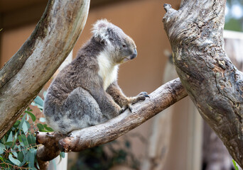 Koala sitting in a tree at the Cleland Conservation Park near Adelaide in South Australia
