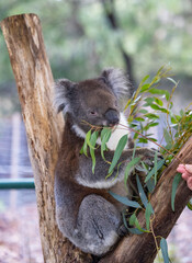 Koala sitting in a tree at the Cleland Conservation Park near Adelaide in South Australia