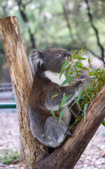 Koala sitting in a tree at the Cleland Conservation Park near Adelaide in South Australia
