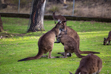 Big red kangaroo in a wildlife conservation park near Adelaide, South Australia 