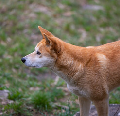 Dingo waiting to be fed at a wildlife conservation park near Adelaide, South Australia 