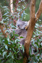 Koala sitting in a tree at the Cleland Conservation Park near Adelaide in South Australia