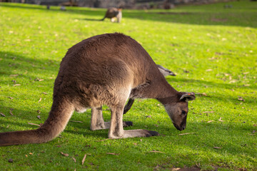 Big red kangaroo in a wildlife conservation park near Adelaide, South Australia 