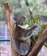 Koala sitting in a tree at the Cleland Conservation Park near Adelaide in South Australia