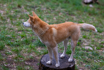 Dingo waiting to be fed at a wildlife conservation park near Adelaide, South Australia 