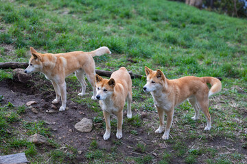 Pack of dingoes waiting to be fed at a wildlife conservation park near Adelaide, South Australia 
