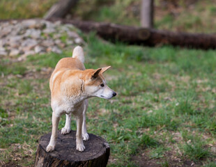 Naklejka na ściany i meble Dingo waiting to be fed at a wildlife conservation park near Adelaide, South Australia 
