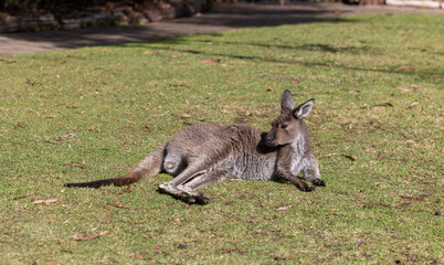 Naklejka na ściany i meble Big grey Kangaroo lying down at a wildlife conservation park near Adelaide, South Australia