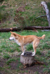 Dingo waiting to be fed at a wildlife conservation park near Adelaide, South Australia 