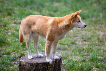 Dingo waiting to be fed at a wildlife conservation park near Adelaide, South Australia 
