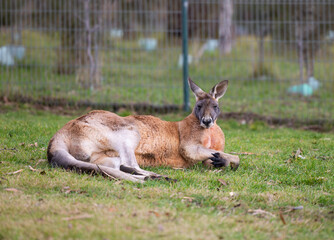 Big red kangaroo in a wildlife conservation park near Adelaide, South Australia 