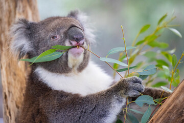 Koala sitting in a tree at the Cleland Conservation Park near Adelaide in South Australia