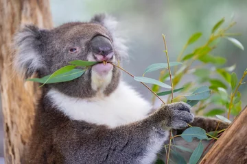 Schilderijen op glas Koala sitting in a tree at the Cleland Conservation Park near Adelaide in South Australia © hyserb