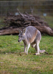 Naklejka na ściany i meble Large grey Kangaroo at a wildlife conservation park near Adelaide, South Australia