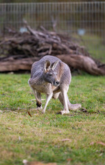 Large grey Kangaroo at a wildlife conservation park near Adelaide, South Australia