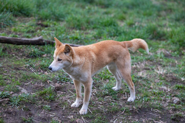 Dingo waiting to be fed at a wildlife conservation park near Adelaide, South Australia 