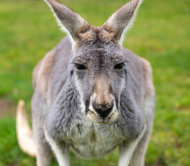 Close up of large grey Kangaroo in Cleland Conservation Park near Adelaide, South Australia