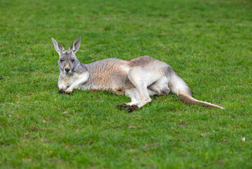 Naklejka na ściany i meble Big grey Kangaroo lying down at a wildlife conservation park near Adelaide, South Australia