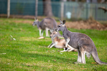 Naklejka na ściany i meble Large grey Kangaroo at a wildlife conservation park near Adelaide, South Australia