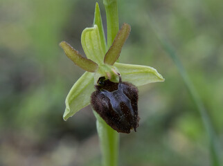 orchidea spontanea ophrys incubacea