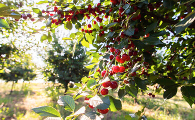 Detail of ripe red sour cherries on tree