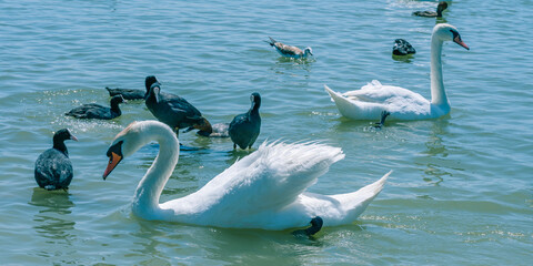 Two white swans and their chicks in the water in the bay of the sea