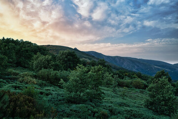 JERTE VALLEY, WONDERFUL IN SPRING, PICKED FROM THE FAMOUS JERTE CHERRY