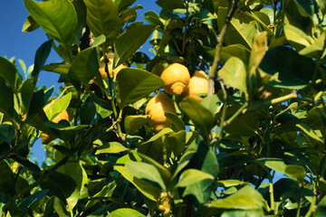 JERTE VALLEY, WONDERFUL IN SPRING, PICKED FROM THE FAMOUS JERTE CHERRY
