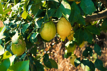 JERTE VALLEY, WONDERFUL IN SPRING, PICKED FROM THE FAMOUS JERTE CHERRY