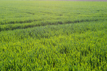 Satt grüne Gras Textur.