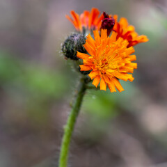 Hieracium wild flower close up photo