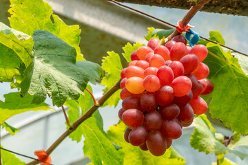 Bunch of crimson seedless graoes growing on a vine with green leaves inside a rural vineyard.