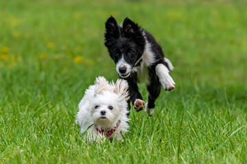 dos cachorros corriendo y jugando sobre la hierba