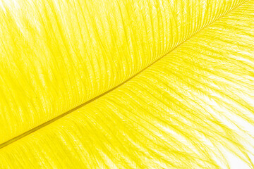 yellow ostrich feathers with visible texture. background