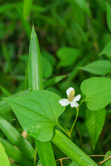 解毒作用のあるドクダミ