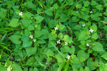 解毒作用のあるドクダミ