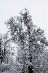 Christmas and New Year. Interlacing of branches of a tall tree wrapped in snow.
