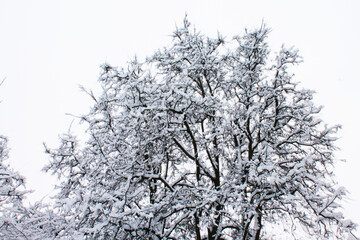 Christmas and New Year. It is very difficult for tree branches to hold a snow blanket