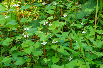 解毒作用のあるドクダミ