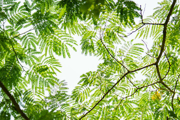 陽の光に照らされた木の葉