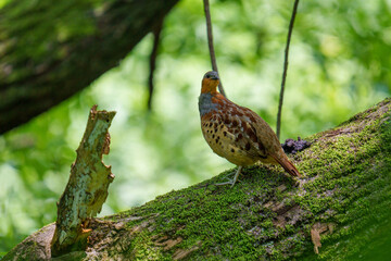仲間を探す小綬鶏