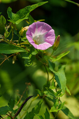 朝日を浴びたアサガオ
